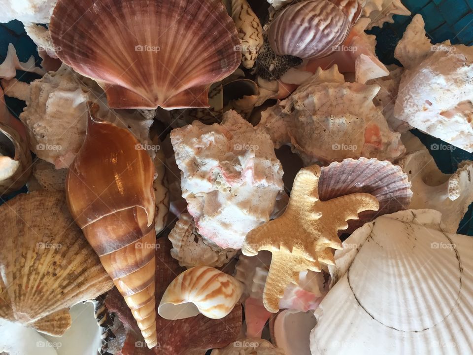 Variety of seashell