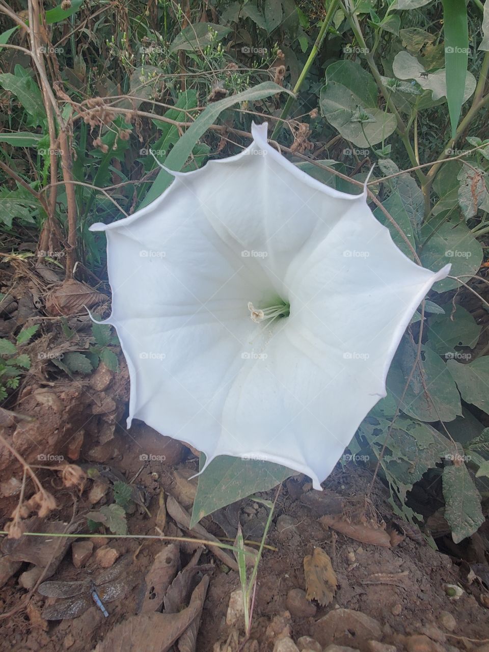 tropical white morning-glory or moonflower or moon vine growing in a ditch.