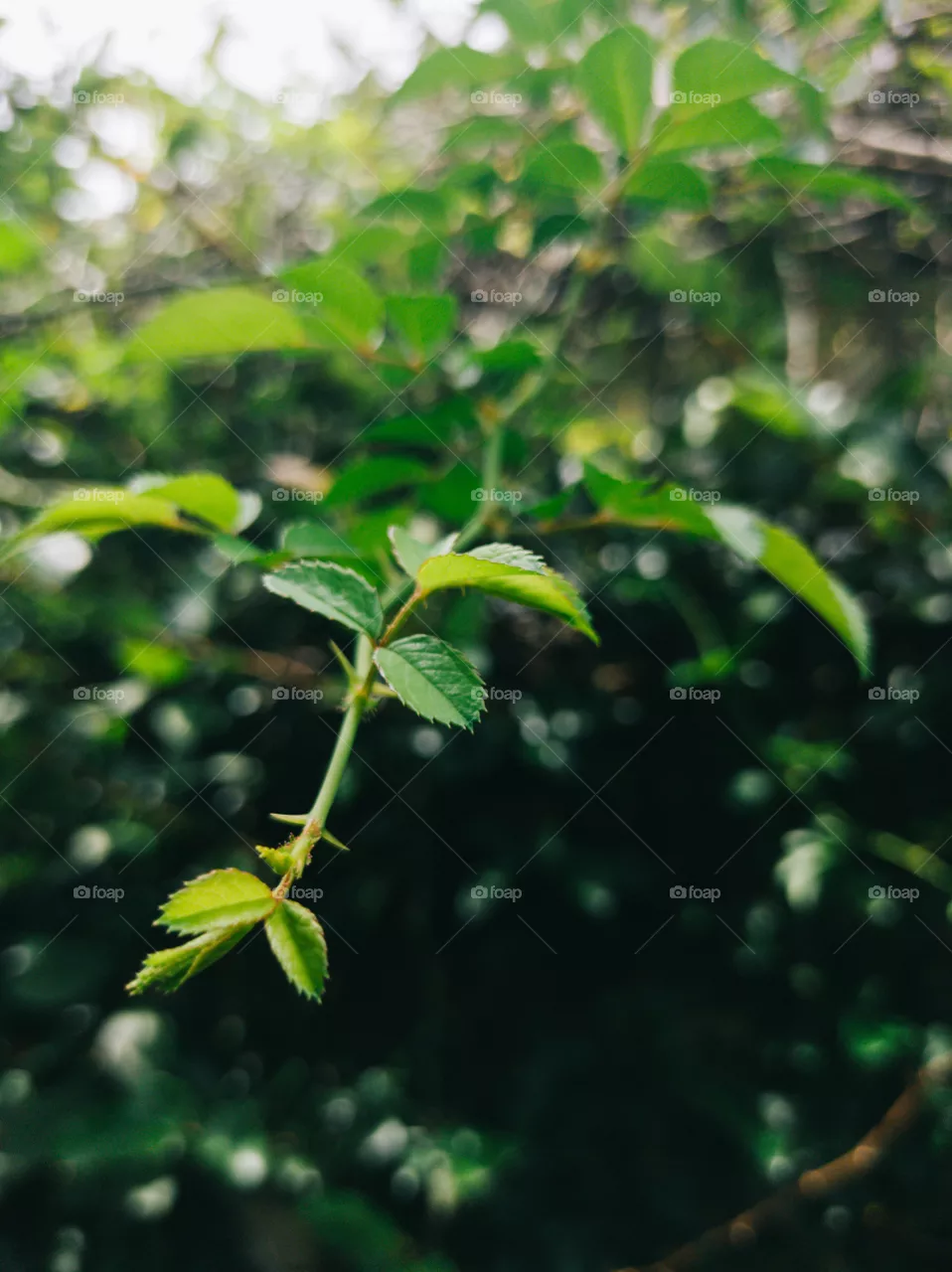 Plant Portrait