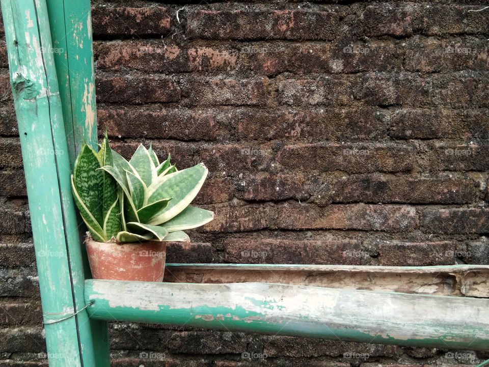 potted plant,  sansevieria. against old brick wall