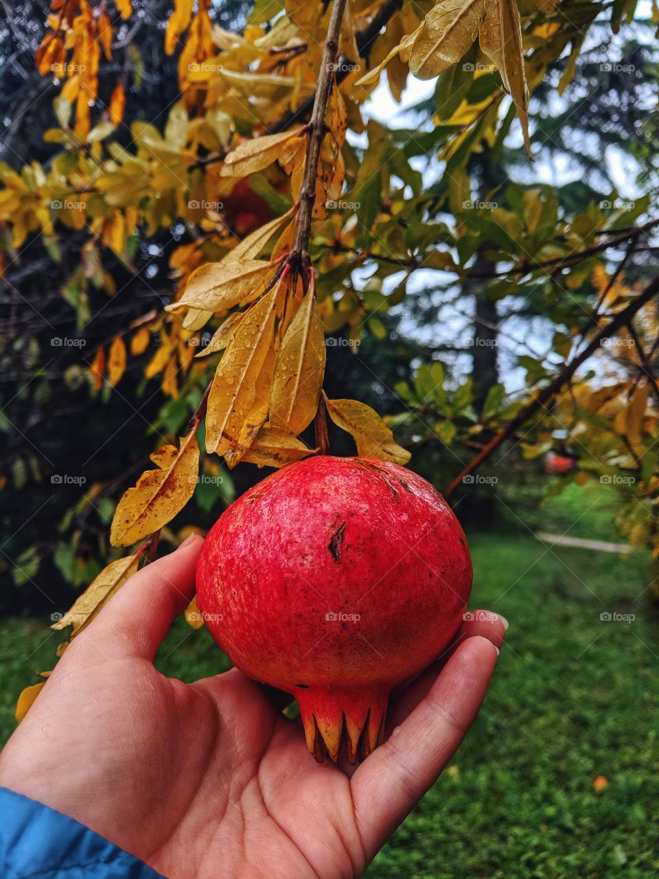 Red juicy pomegranate hangs on a yellow branch in a beautiful autumn.