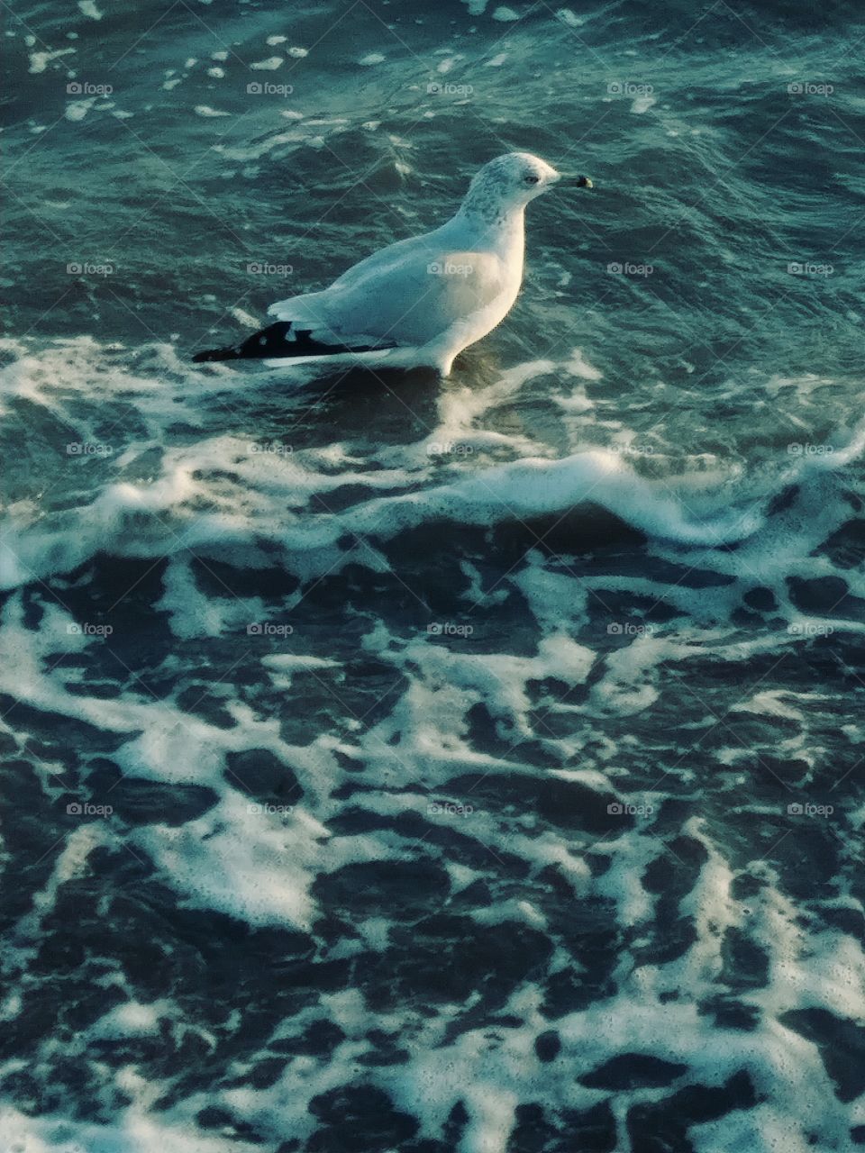 Seagull Bay Foam
