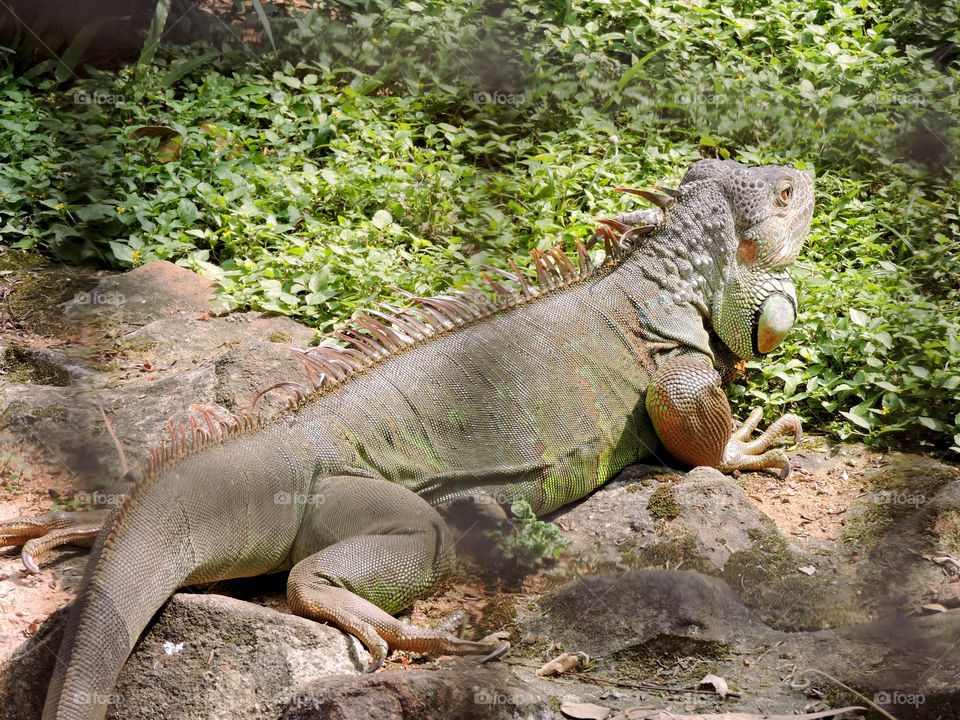 Iguana