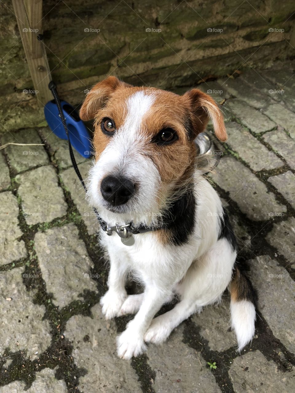 I met this lovely little dog today waiting for it’s owner, one of the most gentle and loving little dogs l have ever met. Made my day to meet this cutie.