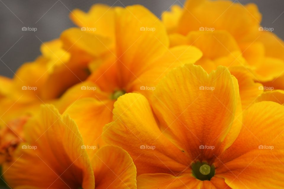 orange flowers