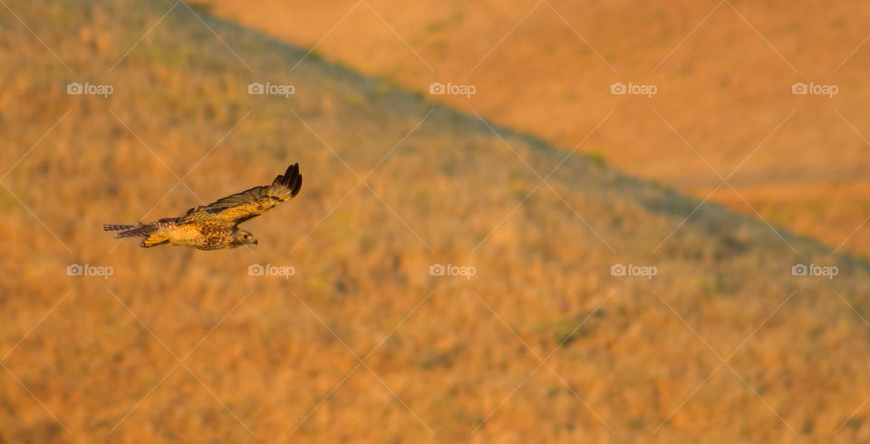 Eagle flying over desert