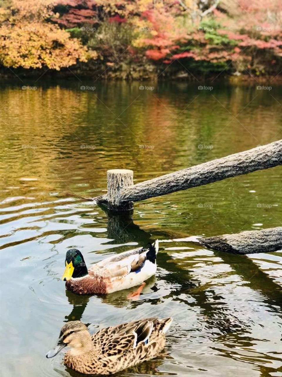 The River Ducks