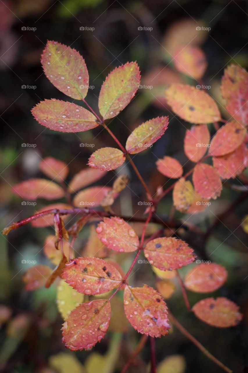 Fall leaves covered in dew. 