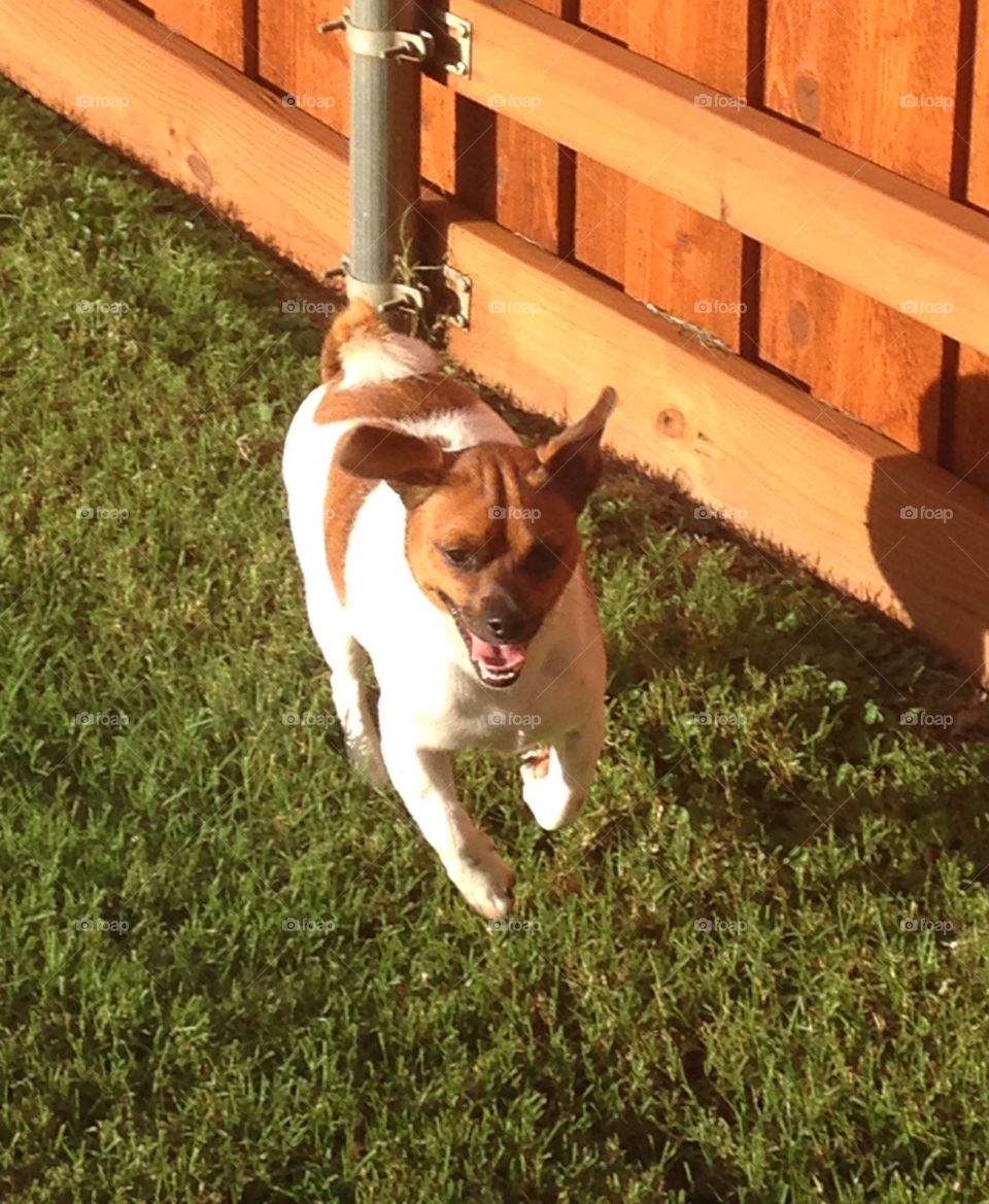 Run, run, run. Dog running in the yard