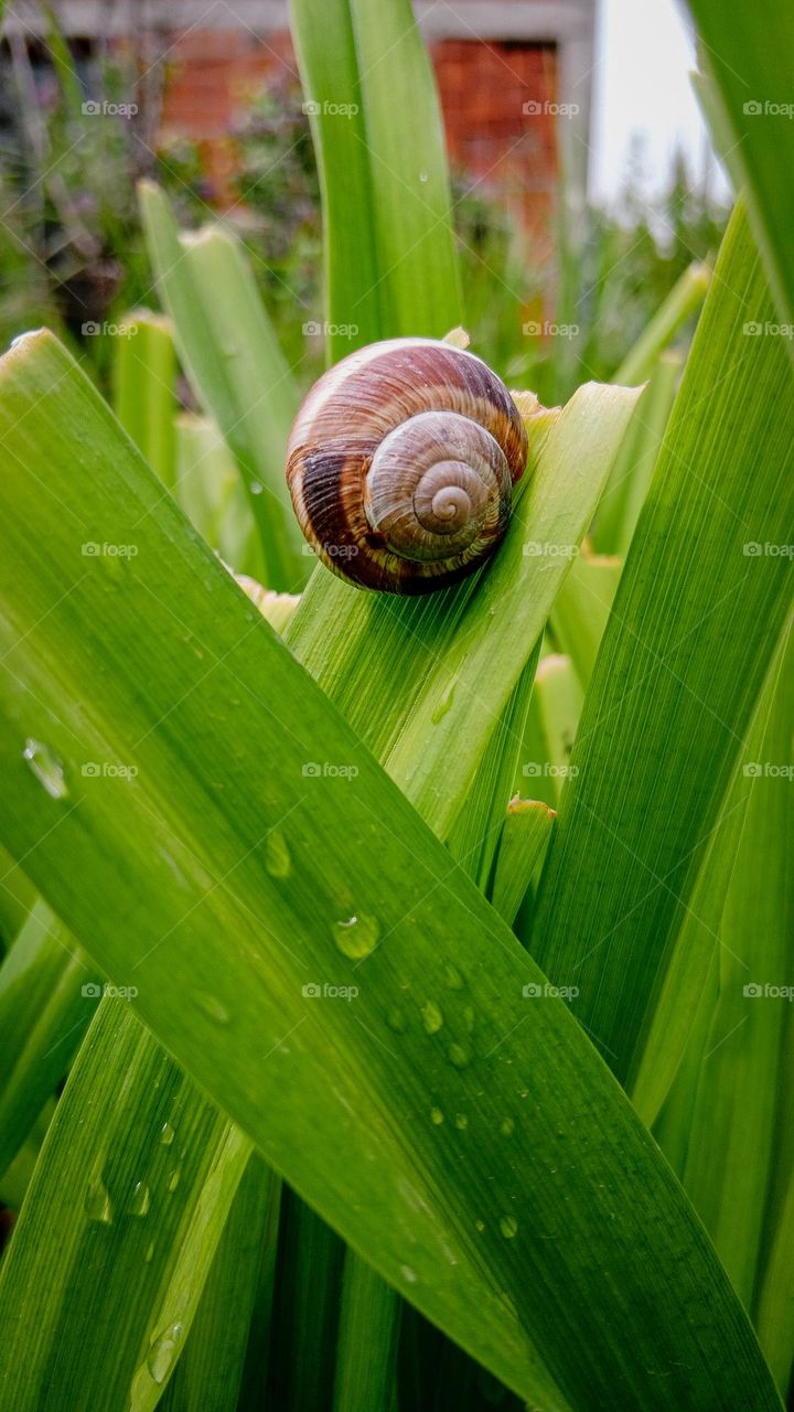 snail