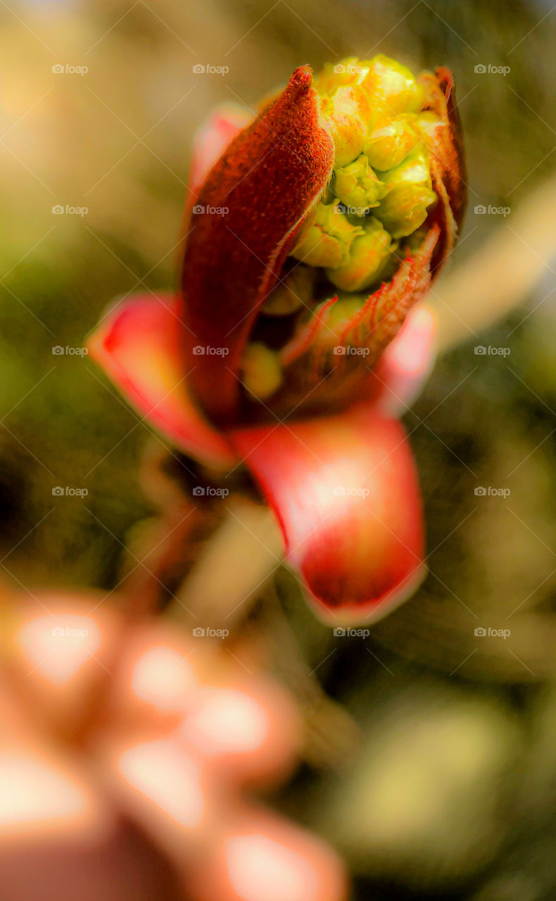 Macro photo of new bud of leafs on an oak tree in the sun at springtime