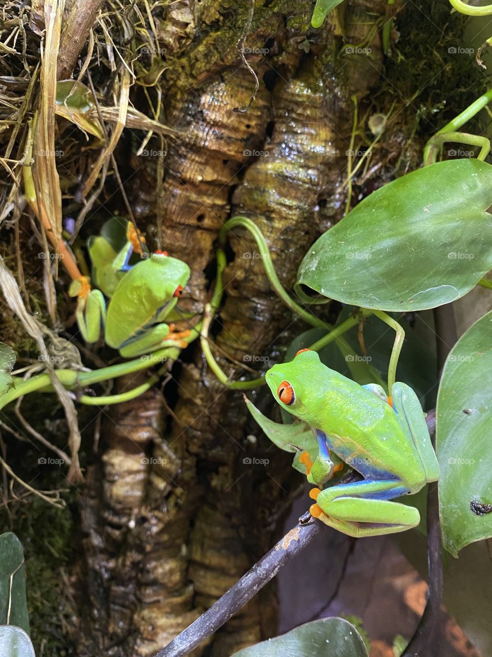 Pair of Red Eye Tree Frogs on cork and vines with pothos 