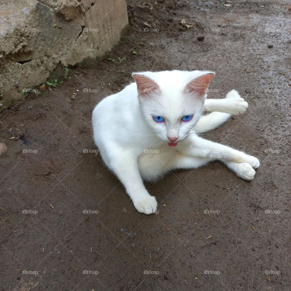 A cute white cat is sitting on the ground