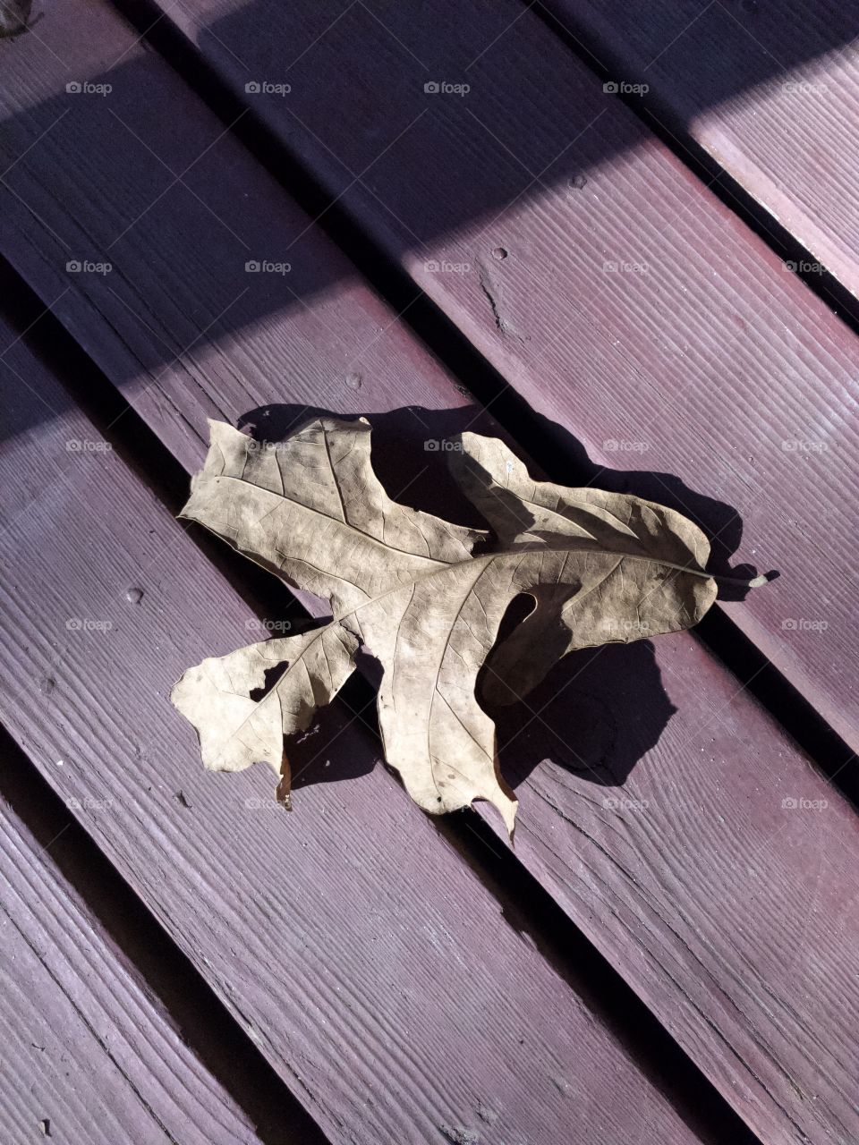 Dry oak leaf on porch diagonal view