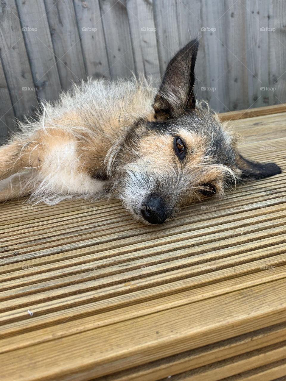 Snoozing in the sun 