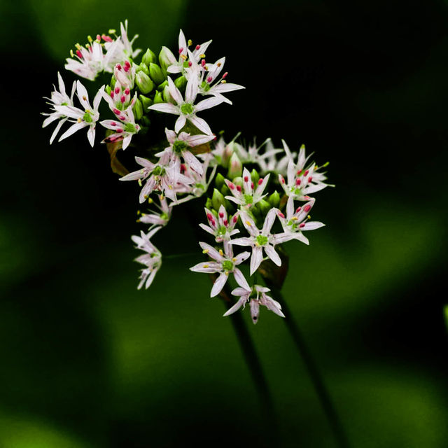 white wild flowers