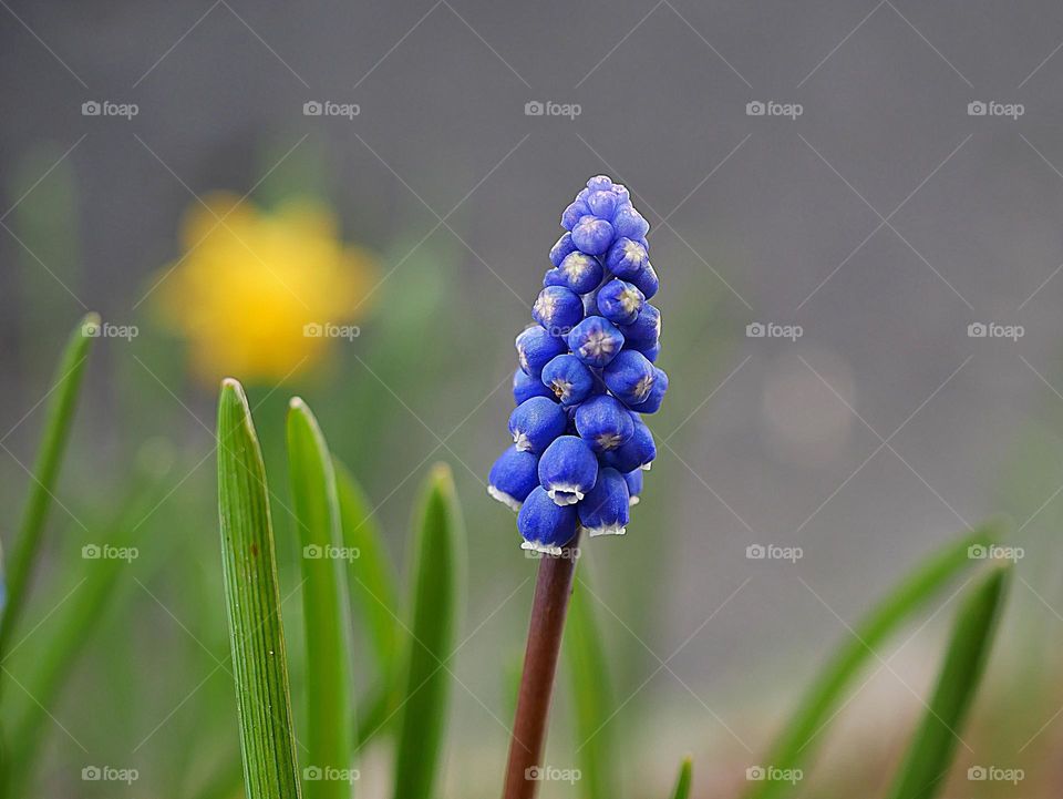 Pearl hyacinth