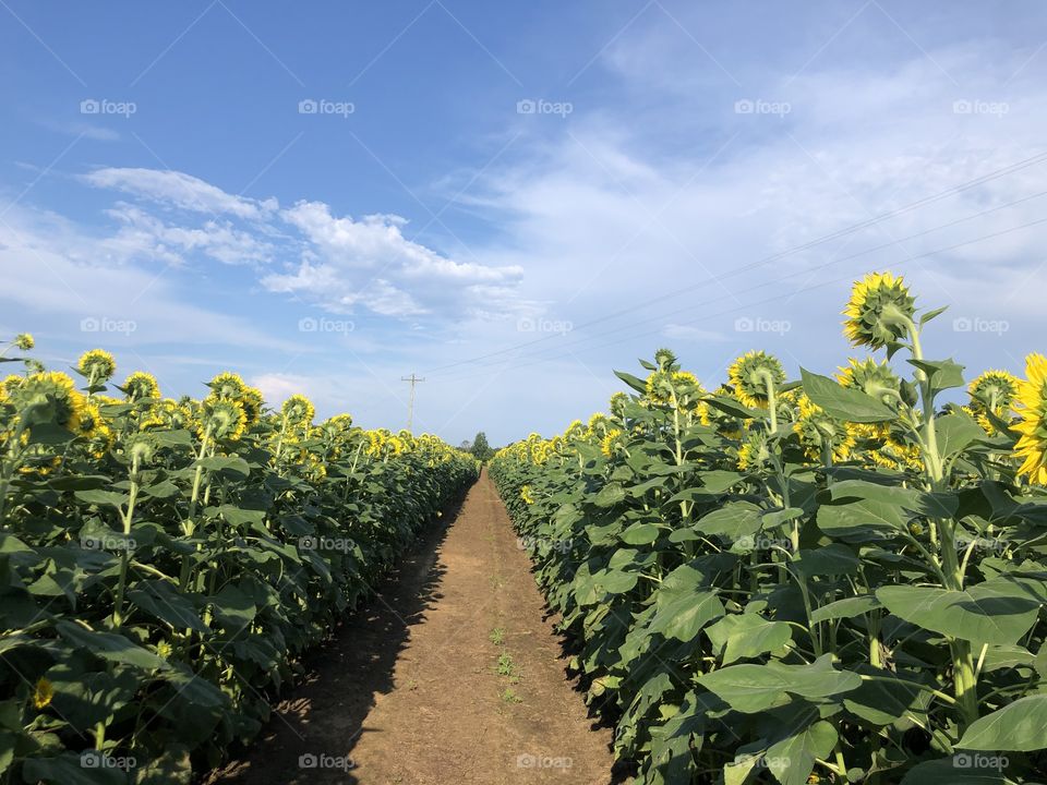 Rear view of sunflower field 