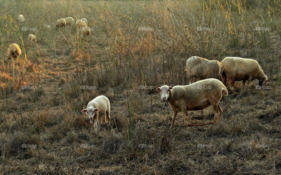 Sheep, Mammal, Grass, No Person, Animal