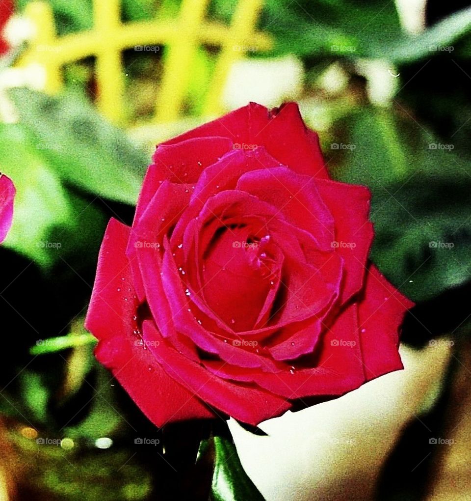 The Rose