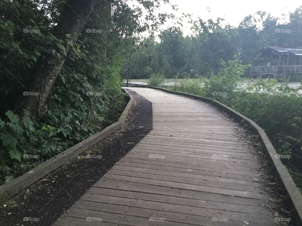 Boardwalk in the Woods