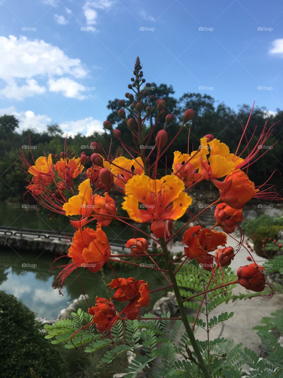 Japanese garden