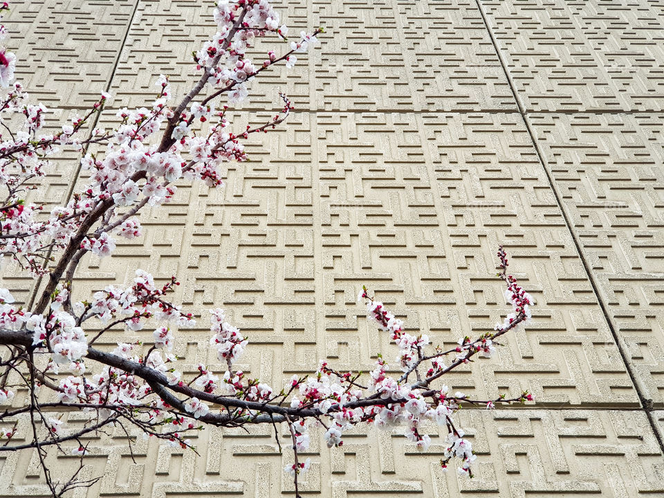 cherry blossom in front of pattern wall background first sign of spring black branch pink flower