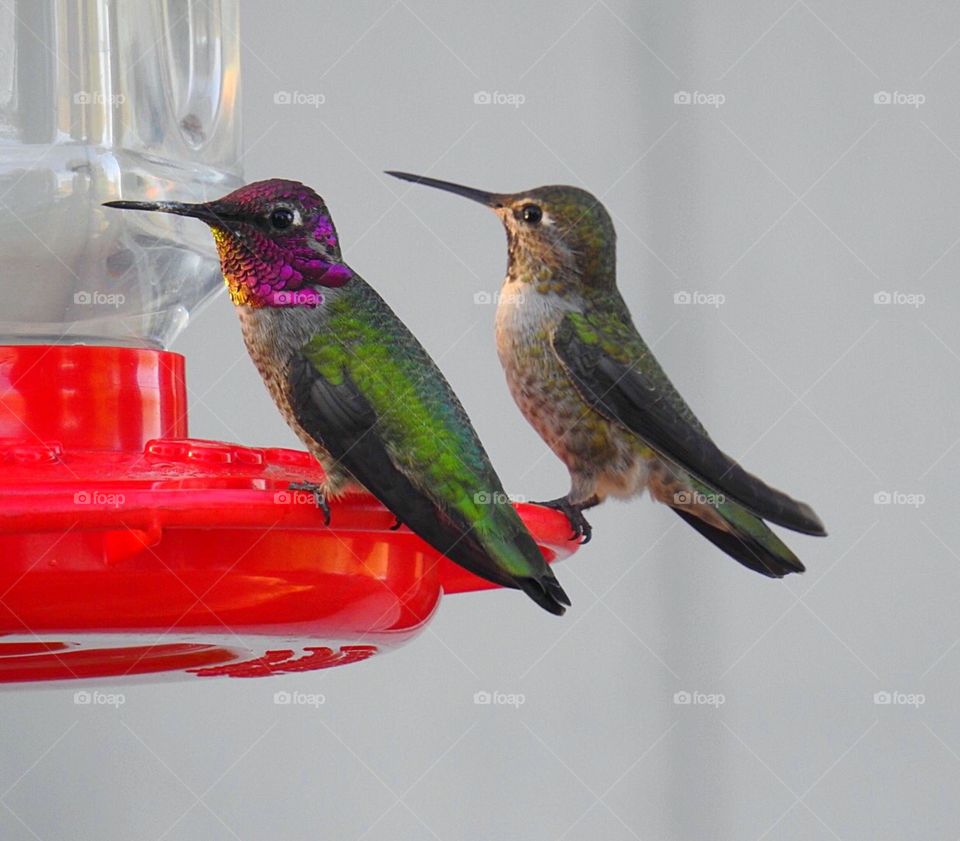 Hummingbirds 