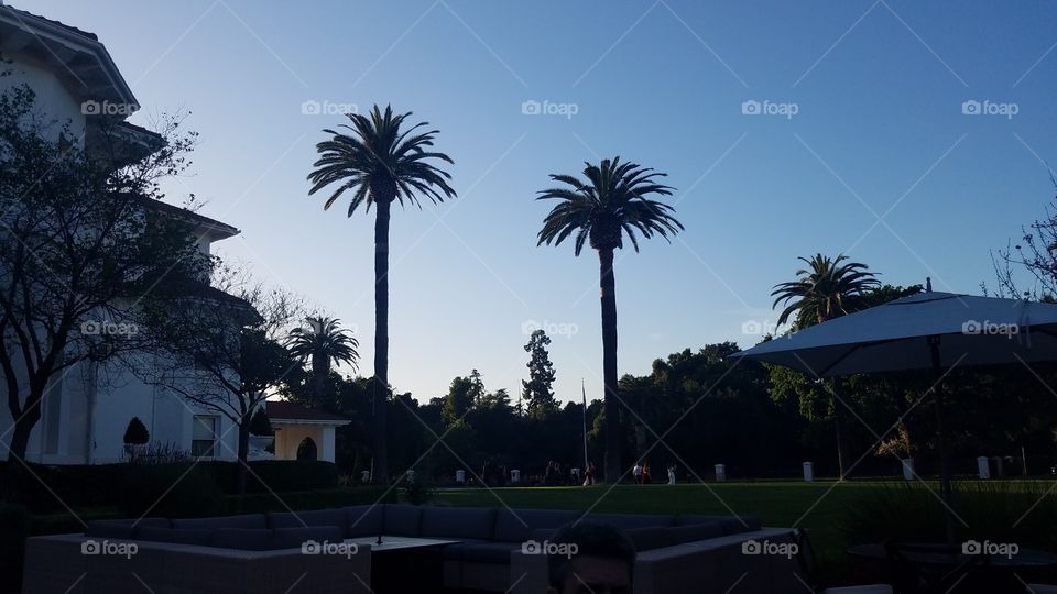 Palm trees in San Jose