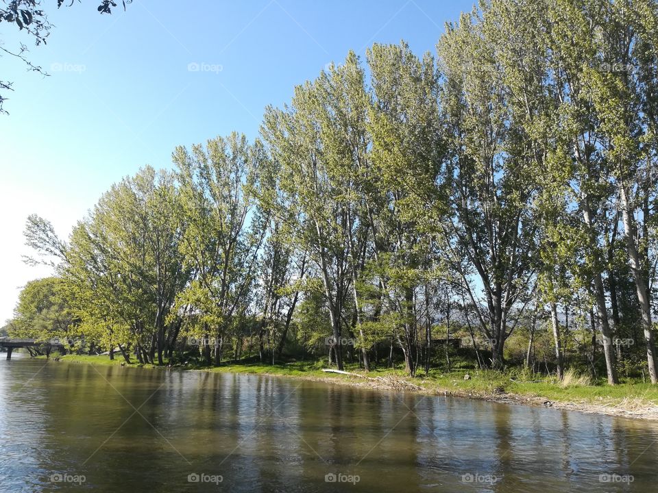 River, tree