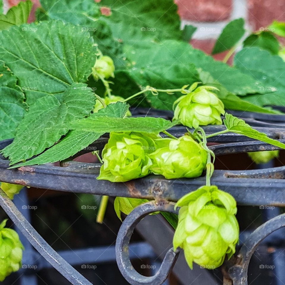 Green Hop Cones on Wrought Iron Table
