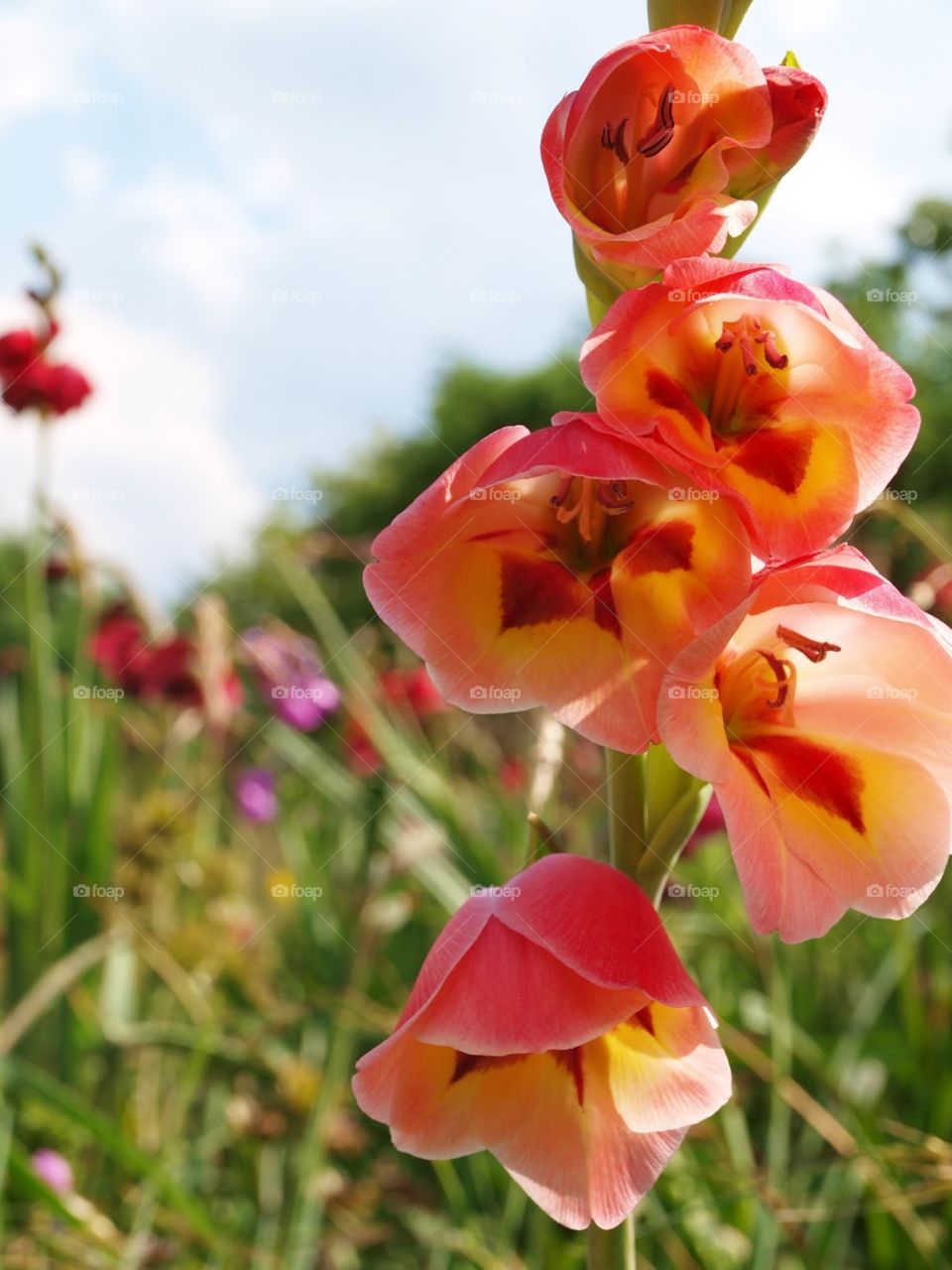 Colourful gladioli in The Olympic Park
