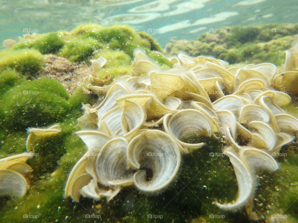 sea reef underwater. reef with sea surface underwater