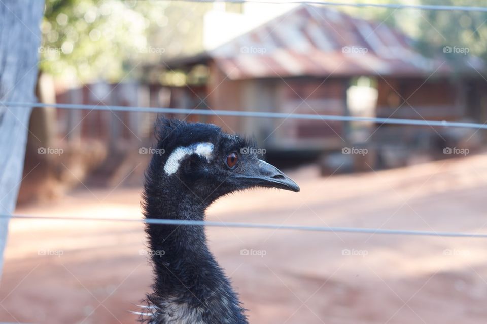 Emu