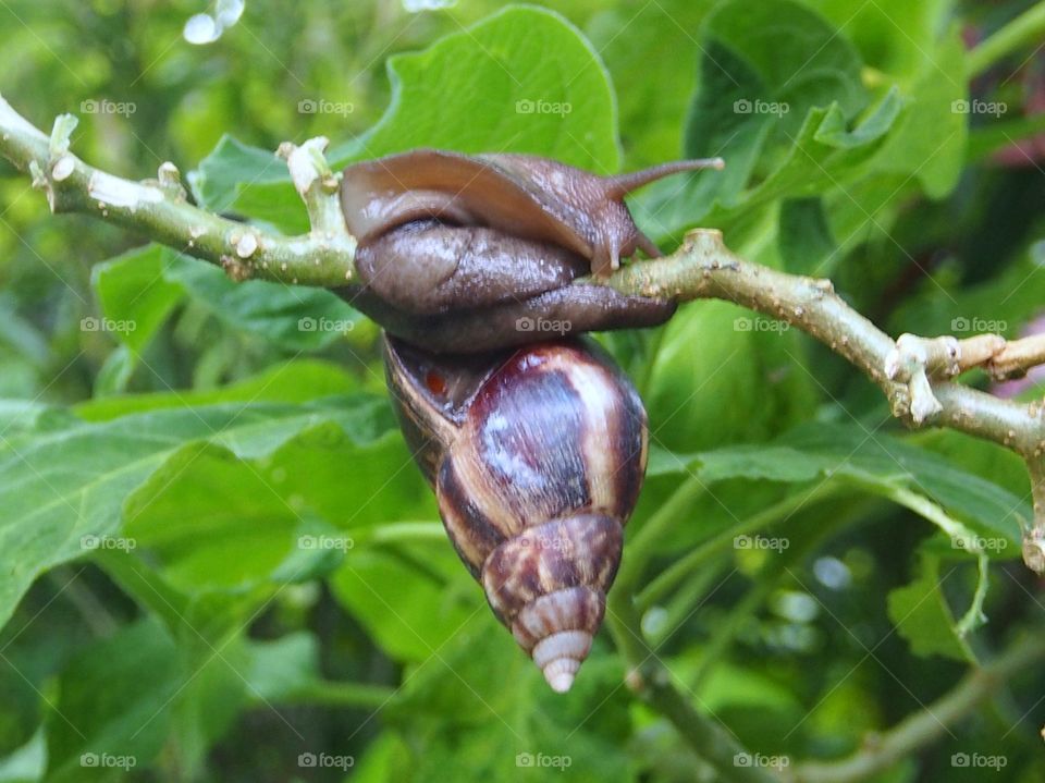 Snail green leaves background