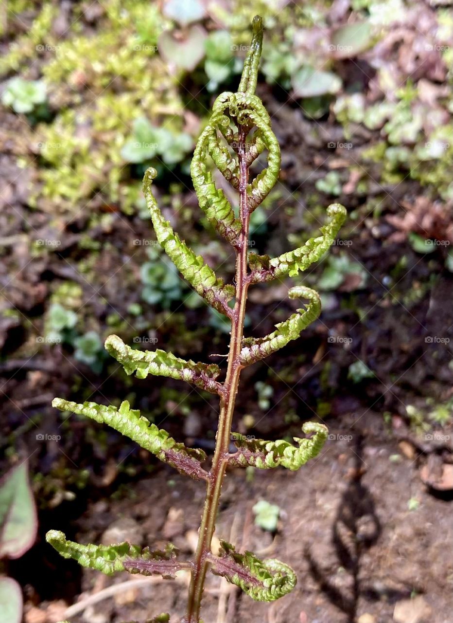 Fern plant blooming 