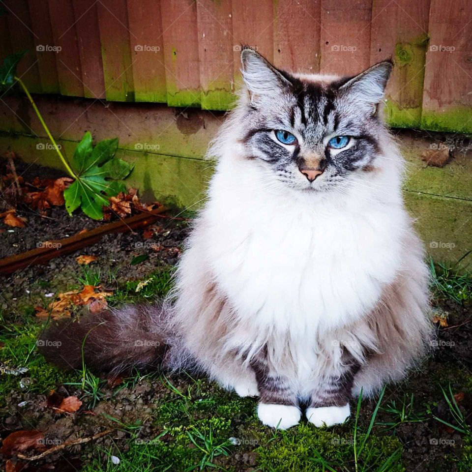Big fluffy cat sitting in the garden.