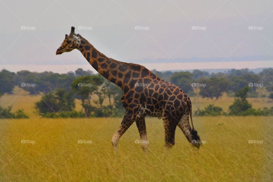 Mammal, Wildlife, Giraffe, Daylight, Grassland