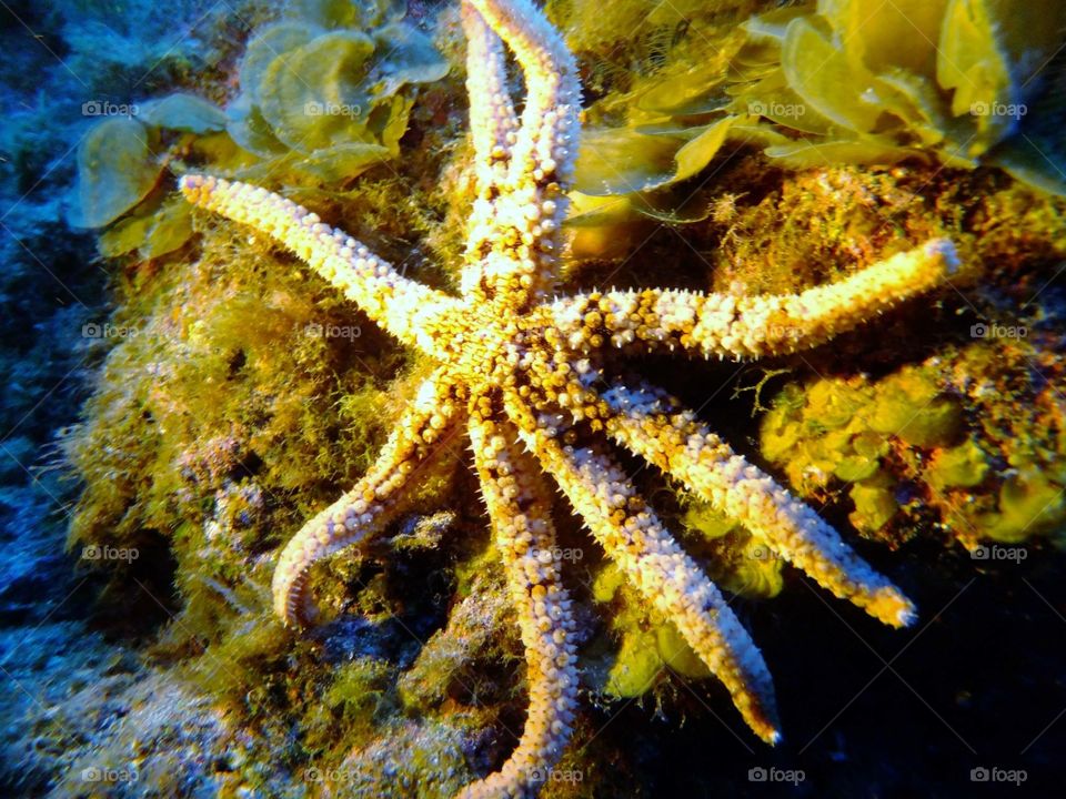 Starfish 