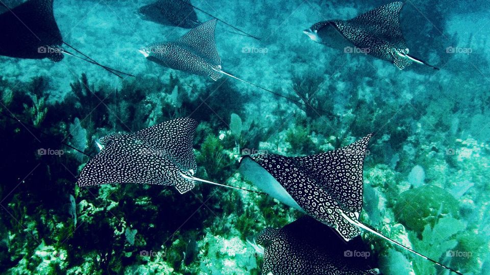 Spotted Eagle Rays 