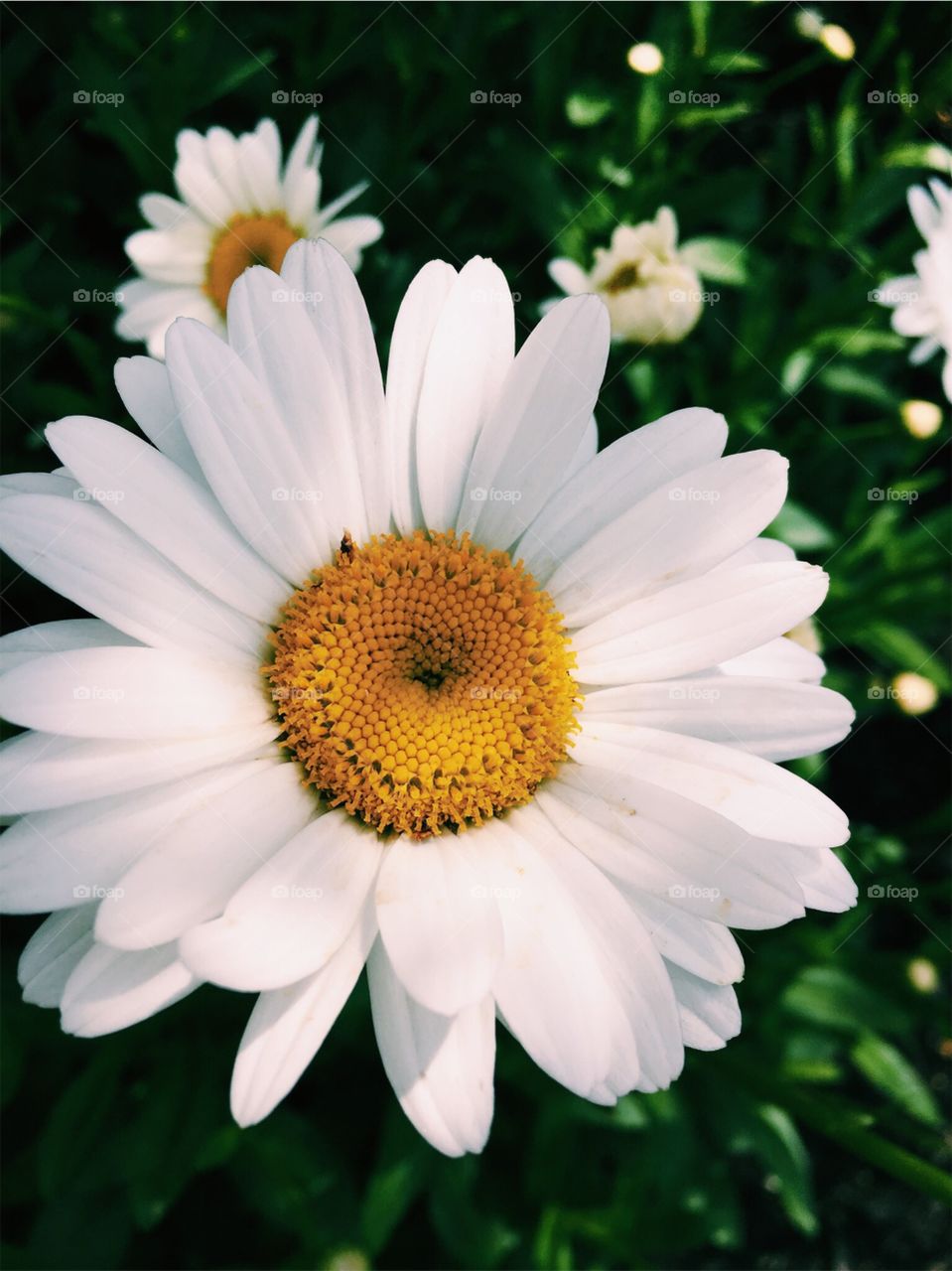 High definition close up flower 