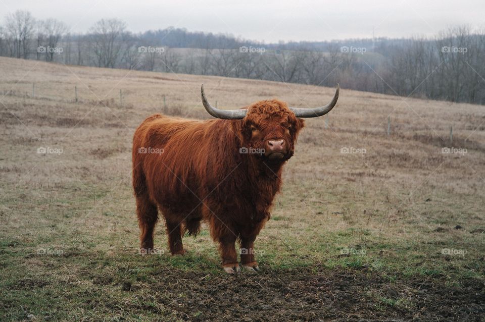 Cattle, Mammal, Cow, Livestock, Agriculture