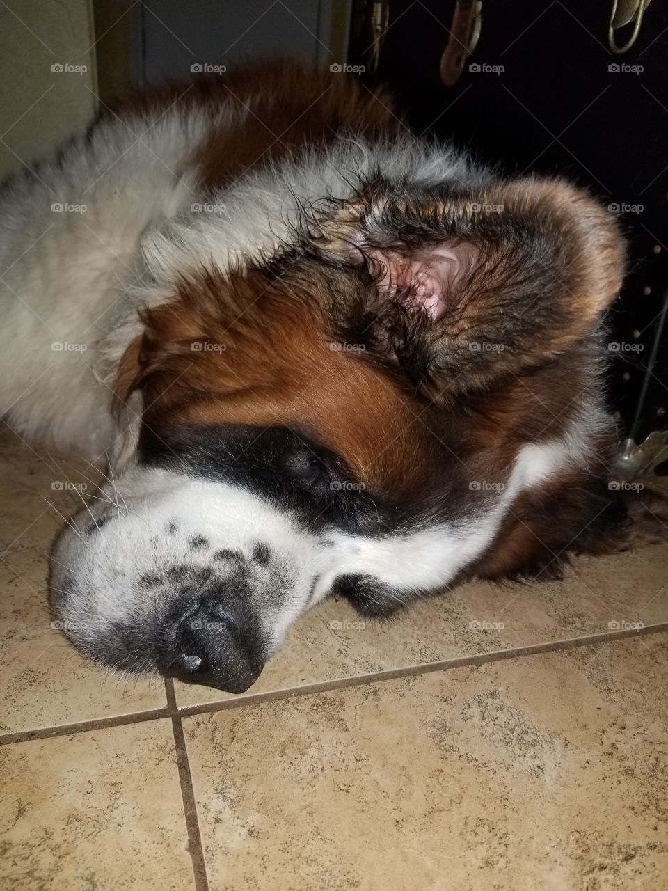 st. bernard