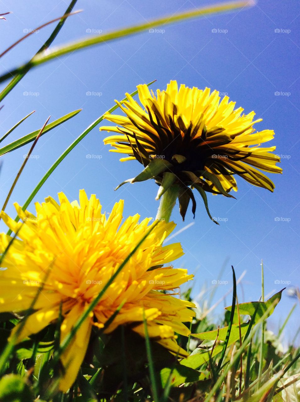 Low angle view of yellow flowers