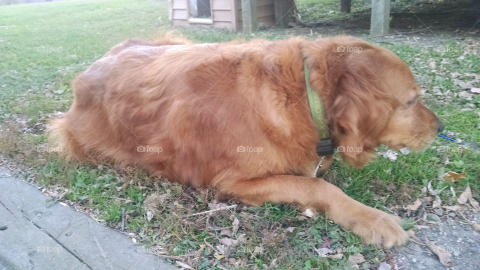 Dog, Pet, Grass, Mammal, Portrait