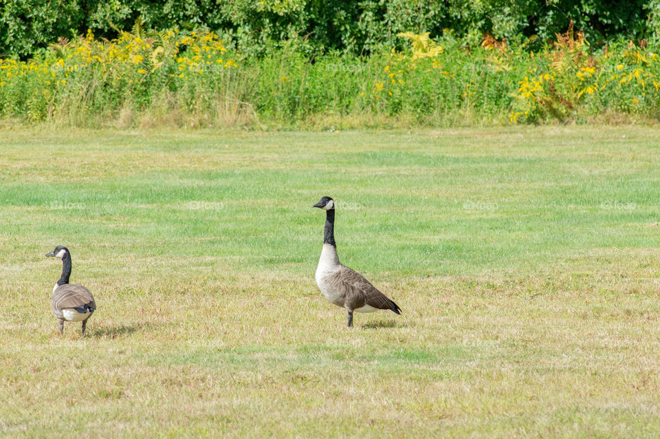 Two canadian geese in grassy land