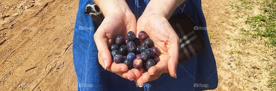 Holding fresh blueberries straight from the bushes 