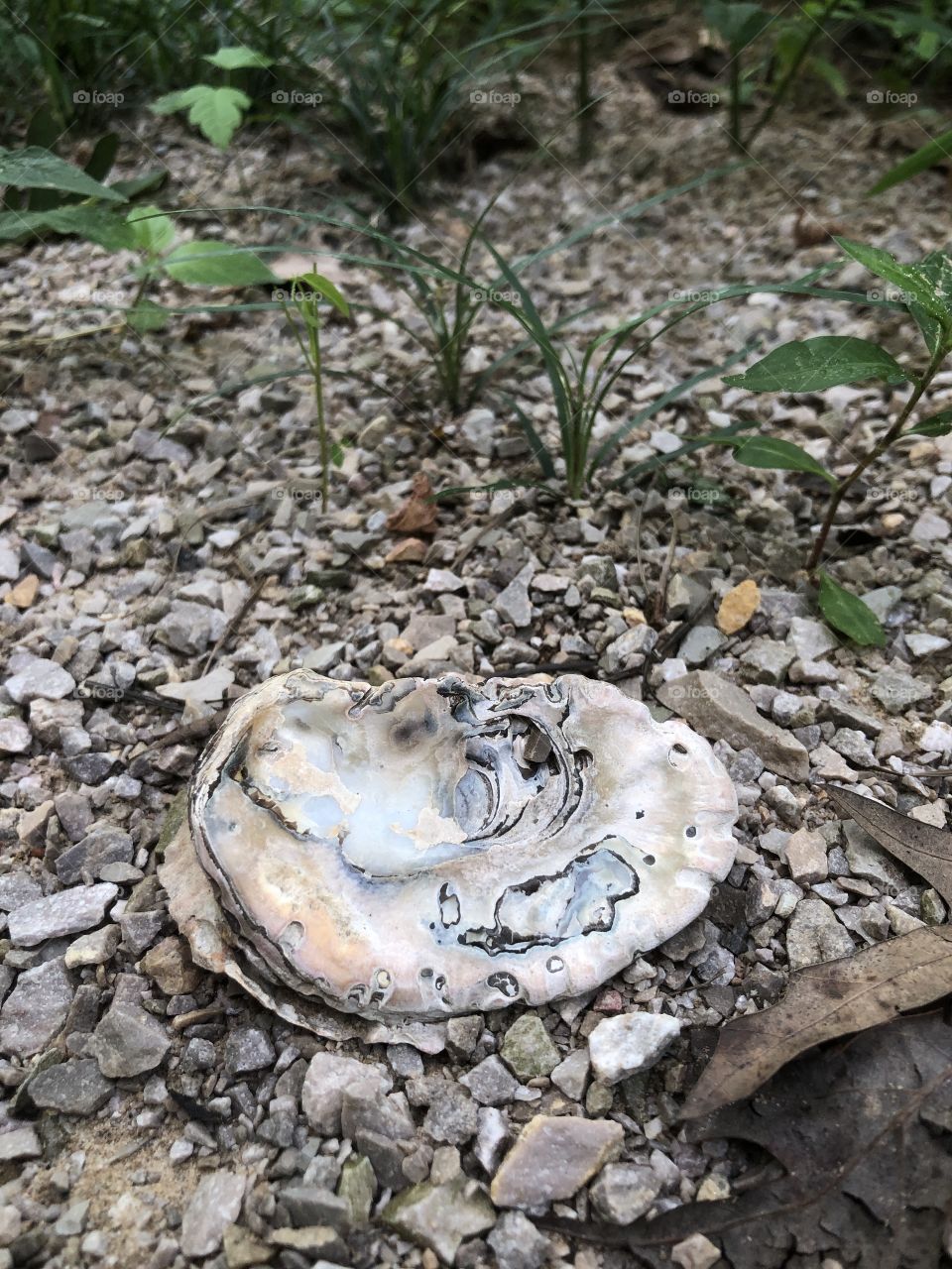 Oyster shell on river shoals 