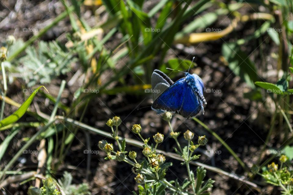 Dark blue butterfly in flight