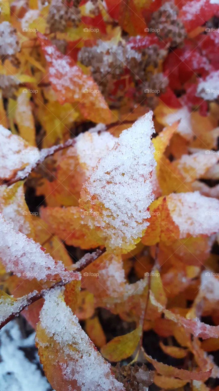 snow on fall leaves